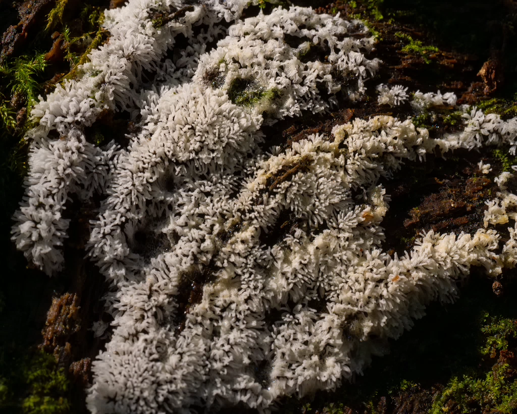 ceratiomyxa-fruticulosa_1-5