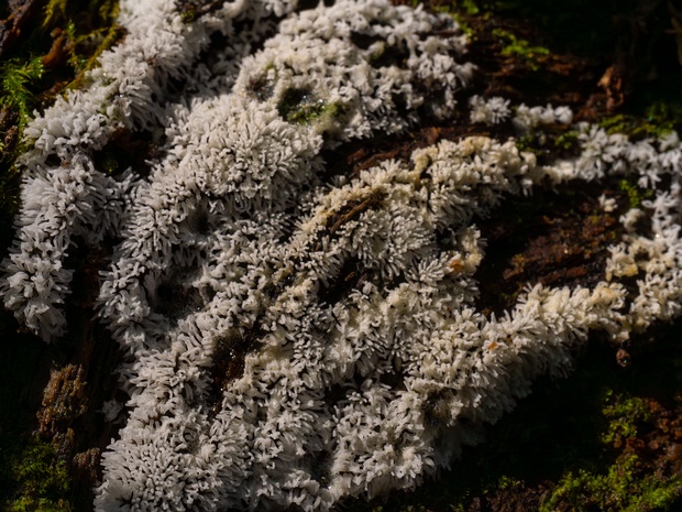 Цератиомикса кустарничковая - Ceratiomyxa fruticulosa