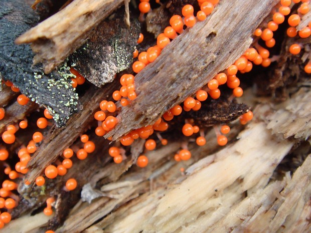 Трихиевые - Trichiales Trichiales (synonymous with Trichiida) is an order of slime moulds in the phylum Amoebozoa. Trichiales is one of five...