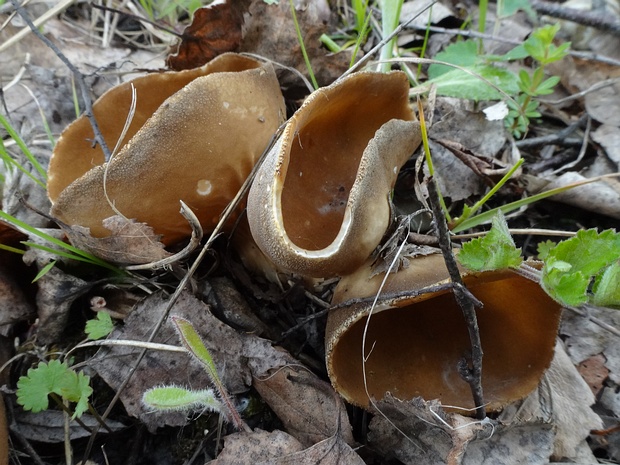 Helvella acetabulum - Лопастник бокальчатый - Vinegar Cup - Essigbecher-Helmling