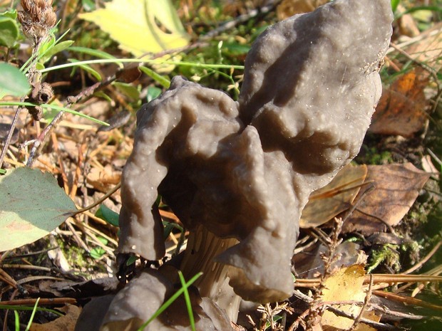 Helvella lacunosa - Лопастник бороздчатый - Fluted Black Elfin Saddle - Gefurchter Lerchensporn Helvella lacunosa, also known as the Fluted Black Elfin Saddle or Gefurchter Lerchensporn in German, is a species of...