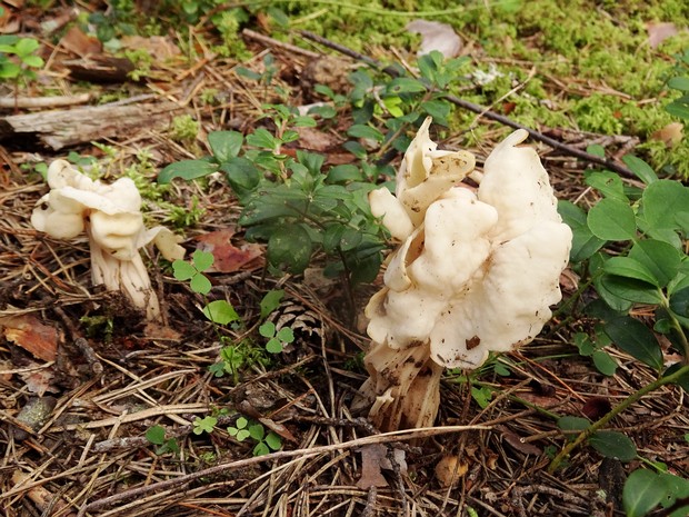 Helvella crispa - Лопастник курчавый - White Saddle Fungus - Krause Lerchensporn Helvella crispa, commonly known as the White Saddle Fungus or Krause Lerchensporn in German, is a distinctive fungus...