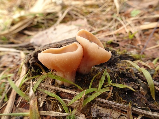 Discina ancilis - Дисцина щитовидная - Shield-like Discina - Schildförmige Discina