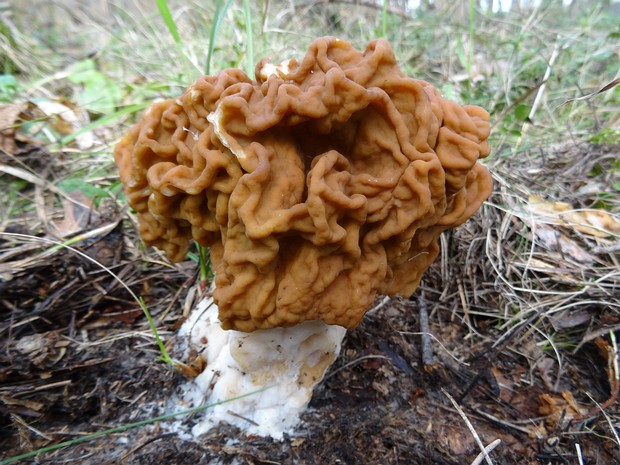 Gyromitra gigas - Строчок гигантский - Snowbank False Morel - Riesen-Lorchel