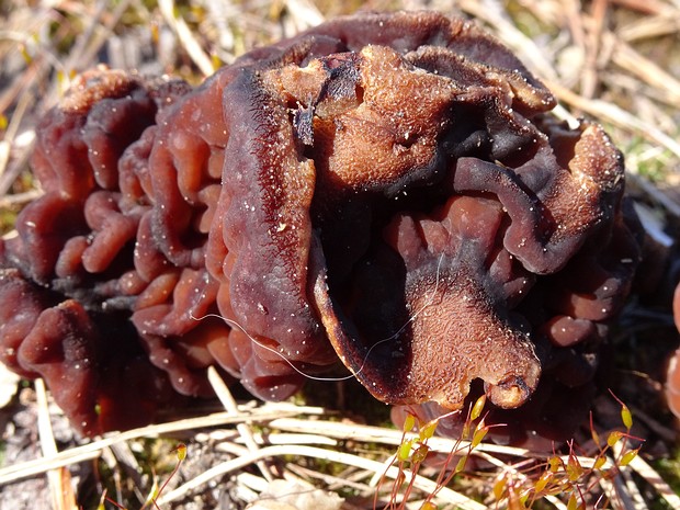 Gyromitra esculenta - Строчок обыкновенный - False Morel - Lorchel