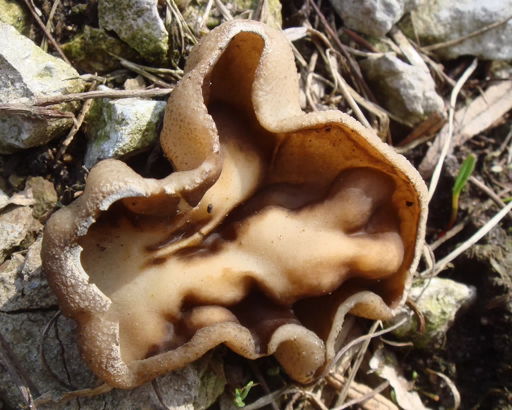 fungi-0003855