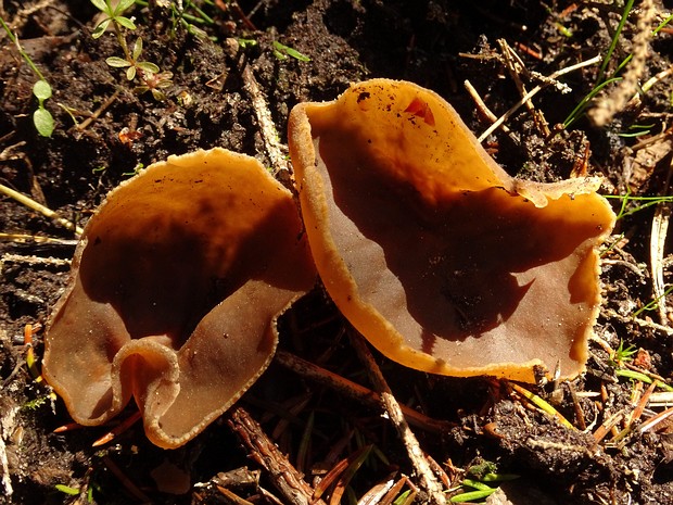 Peziza varia - Пецица изменчивая - Variable Peziza - Veränderliche Peziza Peziza varia, also known as the Variable Peziza or Veränderliche Peziza in German, is a species of fungi belonging to...