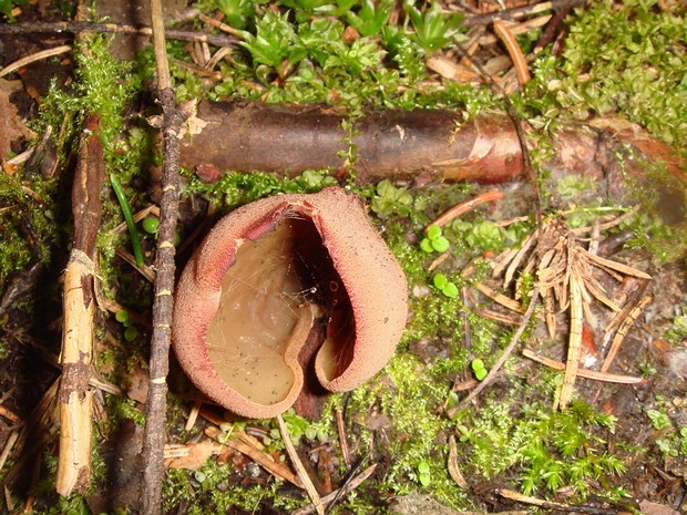 Peziza badia - Пецица коричневая - Bay Cup Fungus - Braune Becherling Peziza badia, commonly known as the Bay Cup Fungus or Braune Becherling in German, is a species of fungi in the...