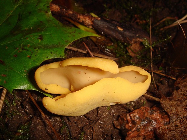 Aleuria rhenana - Алеврия рейнская - Orange peel cup fungus - Rheinbecherling Aleuria rhenana, commonly known as the Rhenish Orange Peel Fungus or Rheinischer Orangenschalenpilz in German, is a...