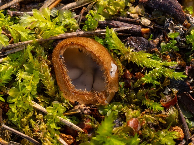 Humaria hemisphaerica - Гумария полушаровидная - Hairy Fairy Cup - Haarige Feenschale Humaria hemisphaerica, also known as the Hairy Fairy Cup or Haarige Feenschale in German, is a cup fungus belonging to...