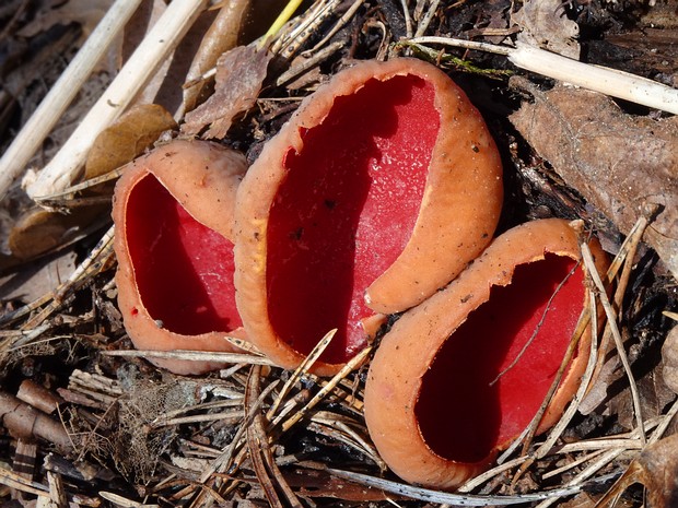 Sarcoscypha austriaca - Саркосцифа австрийская - Scarlet elf cup - Rotkelchen oder Österreichische Lorchel.