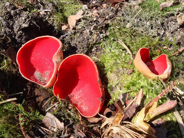 Sarcoscypha coccinea - Саркосцифа алая - Scarlet cup - Scharlachroter Kelchbecher Sarcoscypha coccinea is a species of cup fungus that belongs to the family Sarcoscyphaceae. It is commonly known as the...