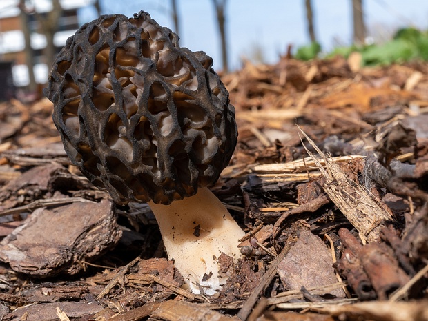 Morchella elata - Сморчок высокий - Elongated Black Morel - Hoch Spitzmorchel