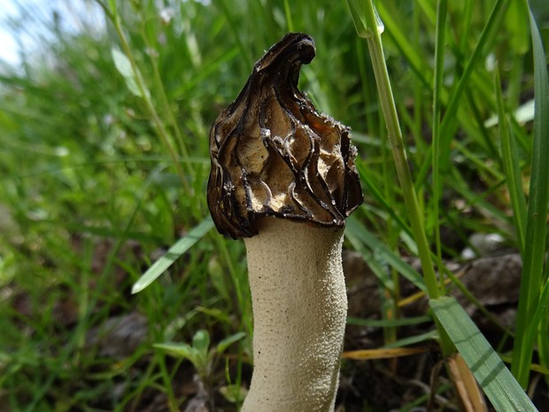 Morchella conica - Сморчок конический - Black morel - Spitzmorchel