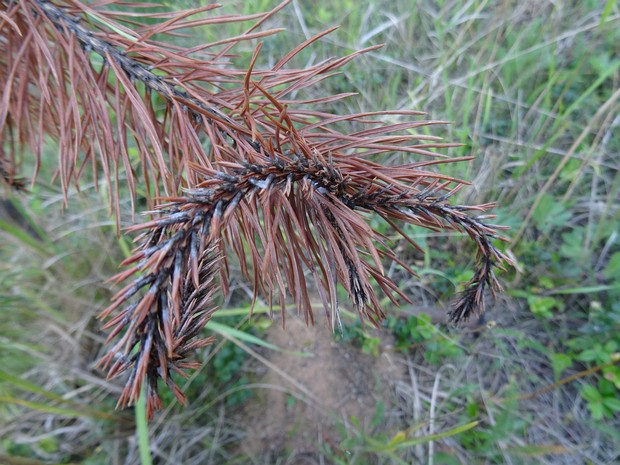 Мелампсоровые - Melampsoraceae Melampsoraceae are a family of rust fungi in the order Pucciniales. The family is monotypic, containing the single genus...