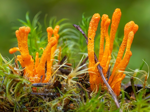 Кордицепс военный - Cordyceps militaris