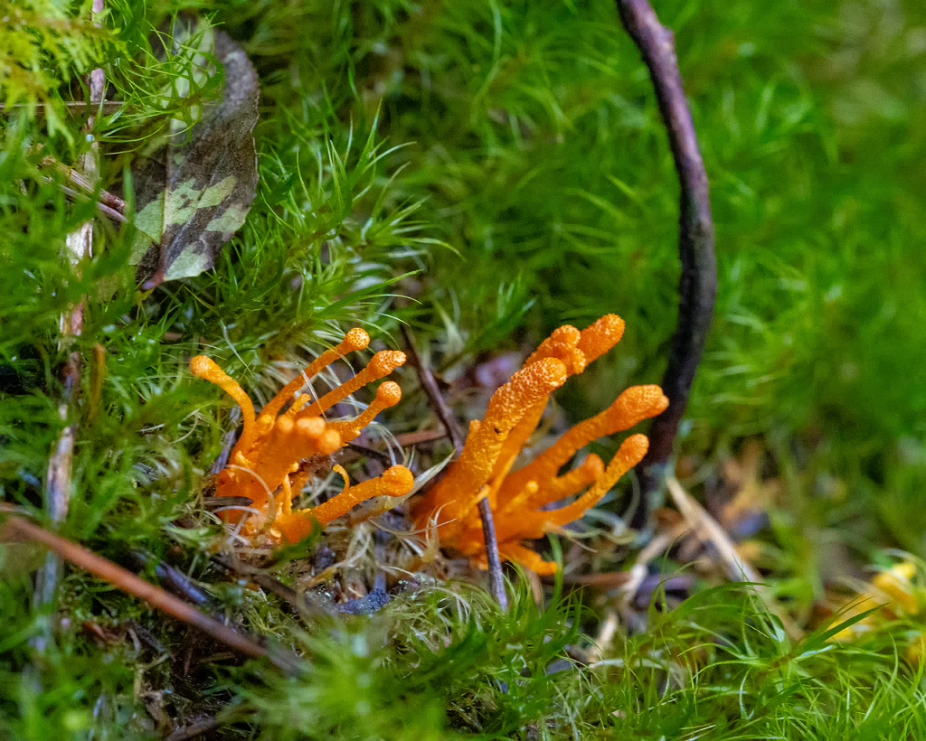 cordyceps-militaris_2023-09-14_1-1