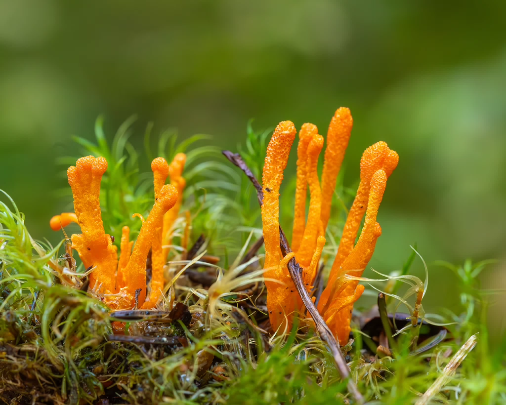 cordyceps-militaris_2023-09-14_1-10