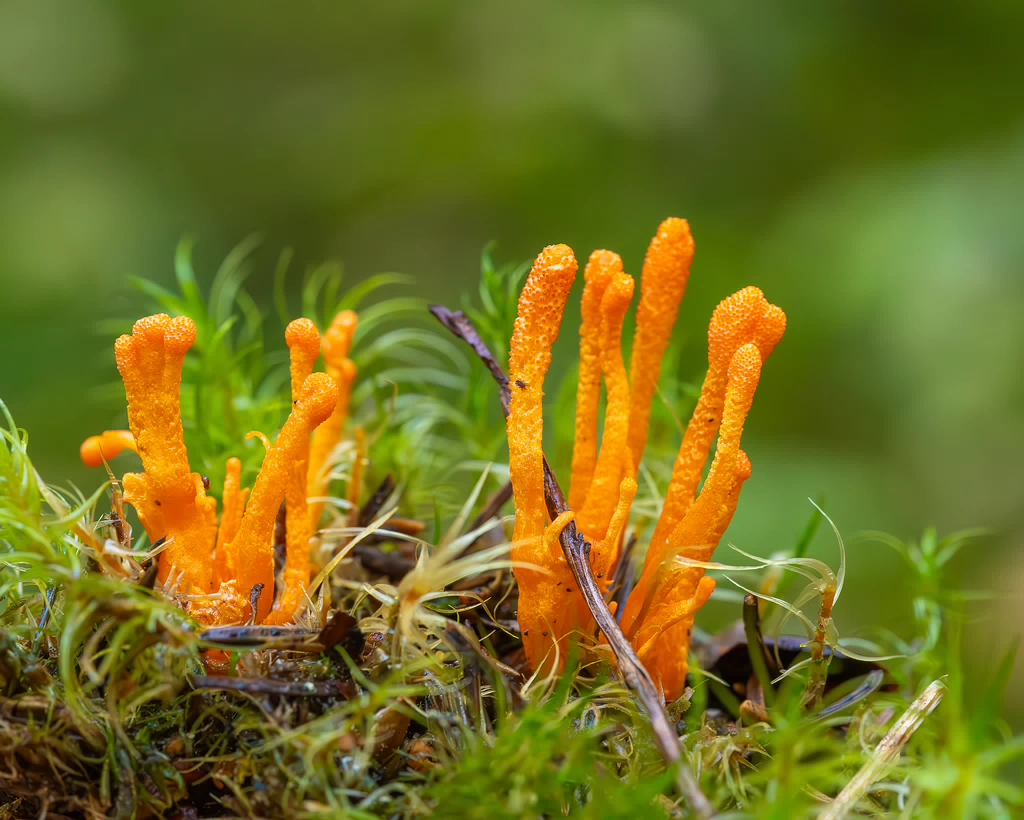 cordyceps-militaris_2023-09-14_1-11