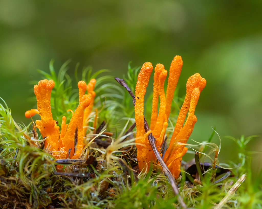 cordyceps-militaris_2023-09-14_1-12