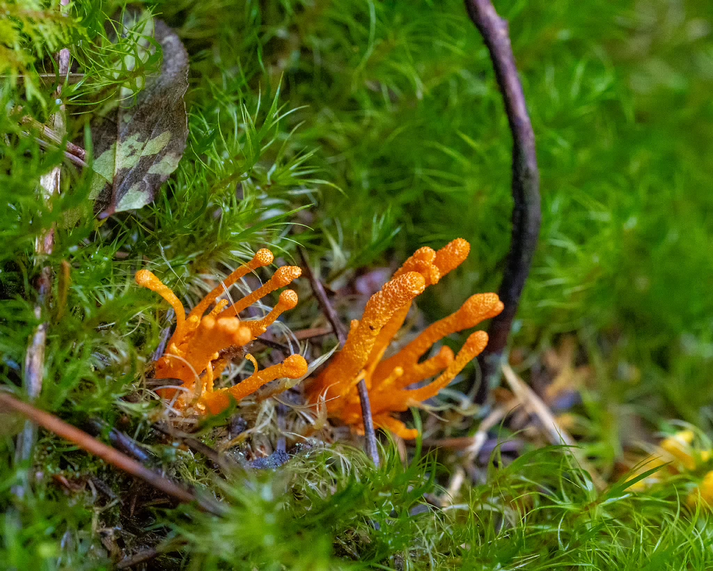 cordyceps-militaris_2023-09-14_1-2