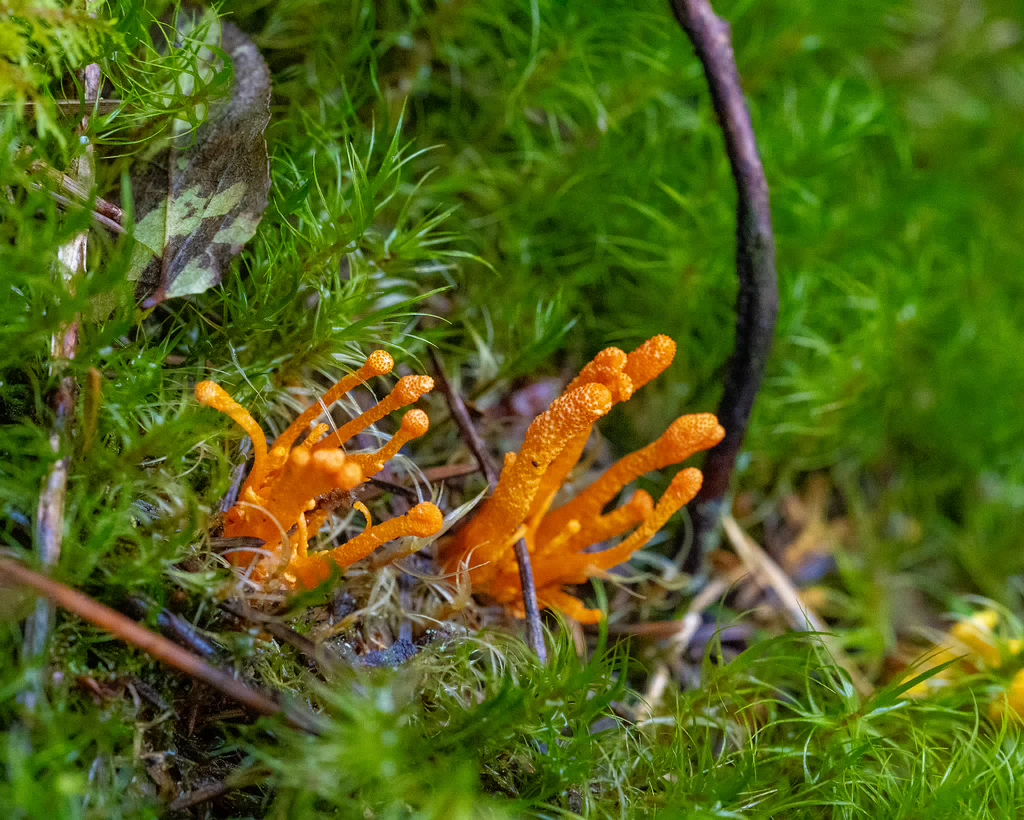 cordyceps-militaris_2023-09-14_1-3