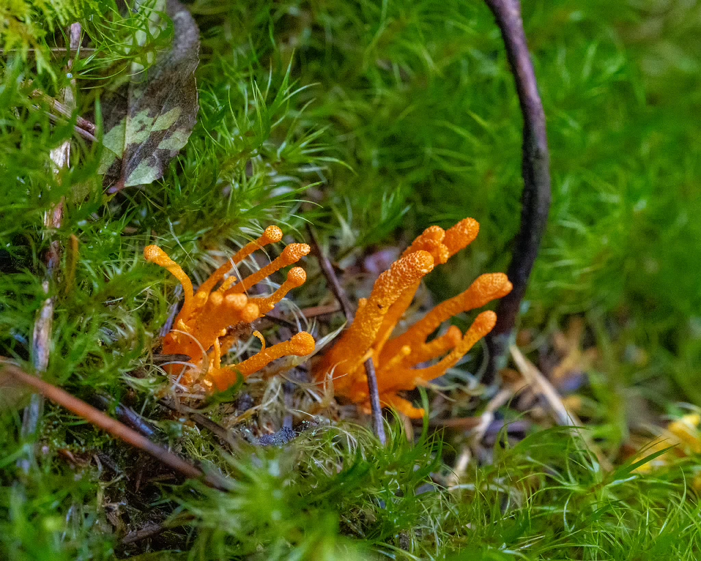 cordyceps-militaris_2023-09-14_1-4