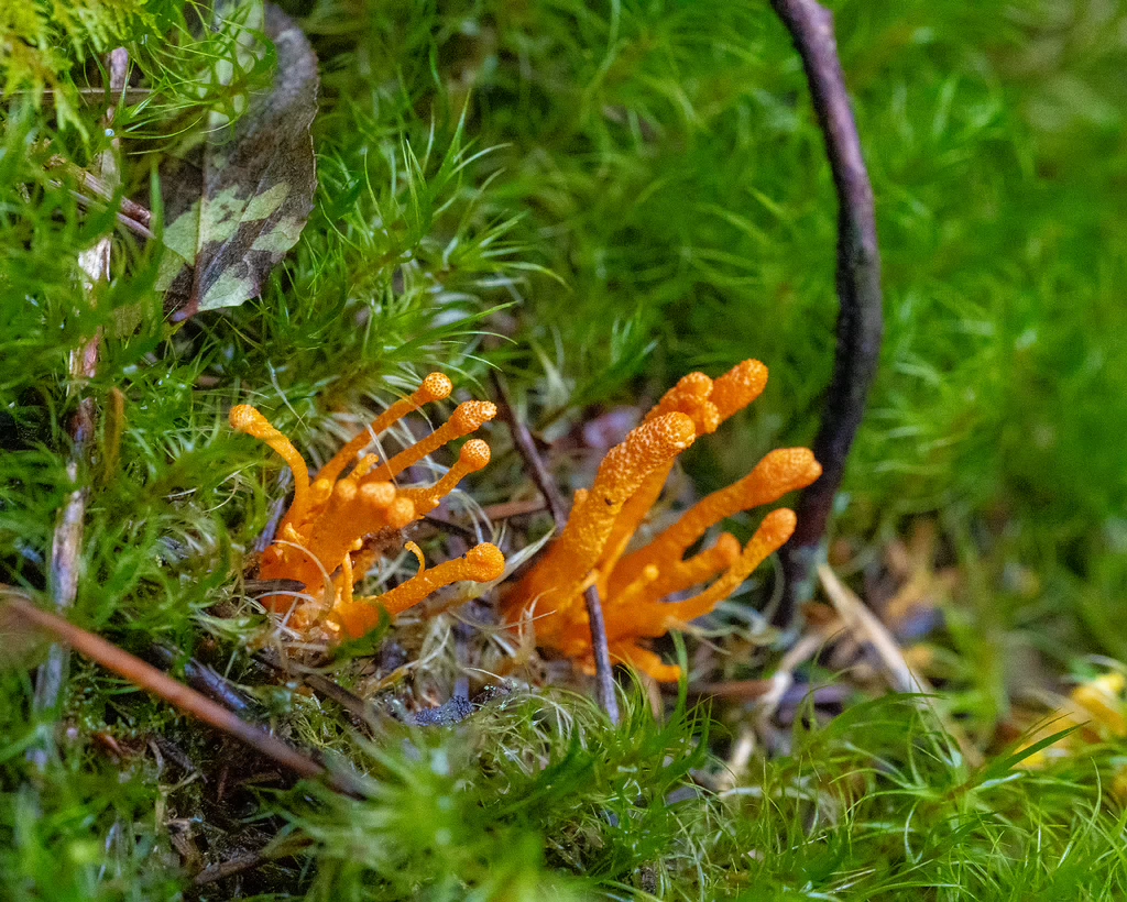 cordyceps-militaris_2023-09-14_1-5