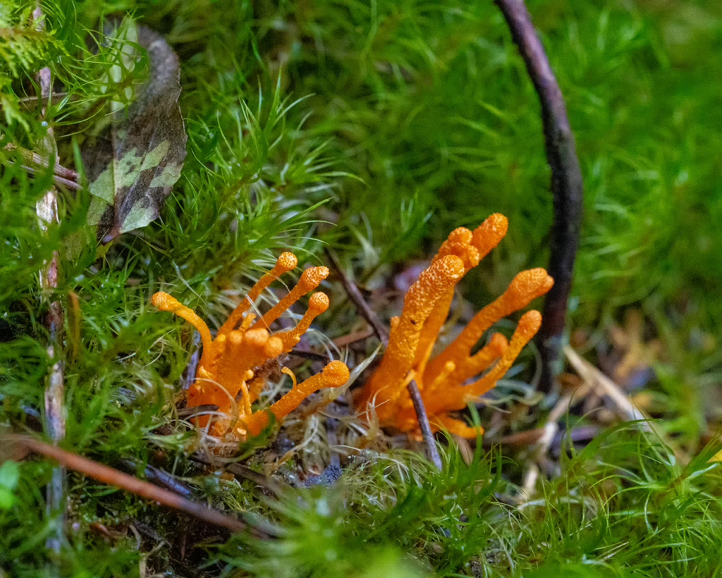 cordyceps-militaris_2023-09-14_1-6