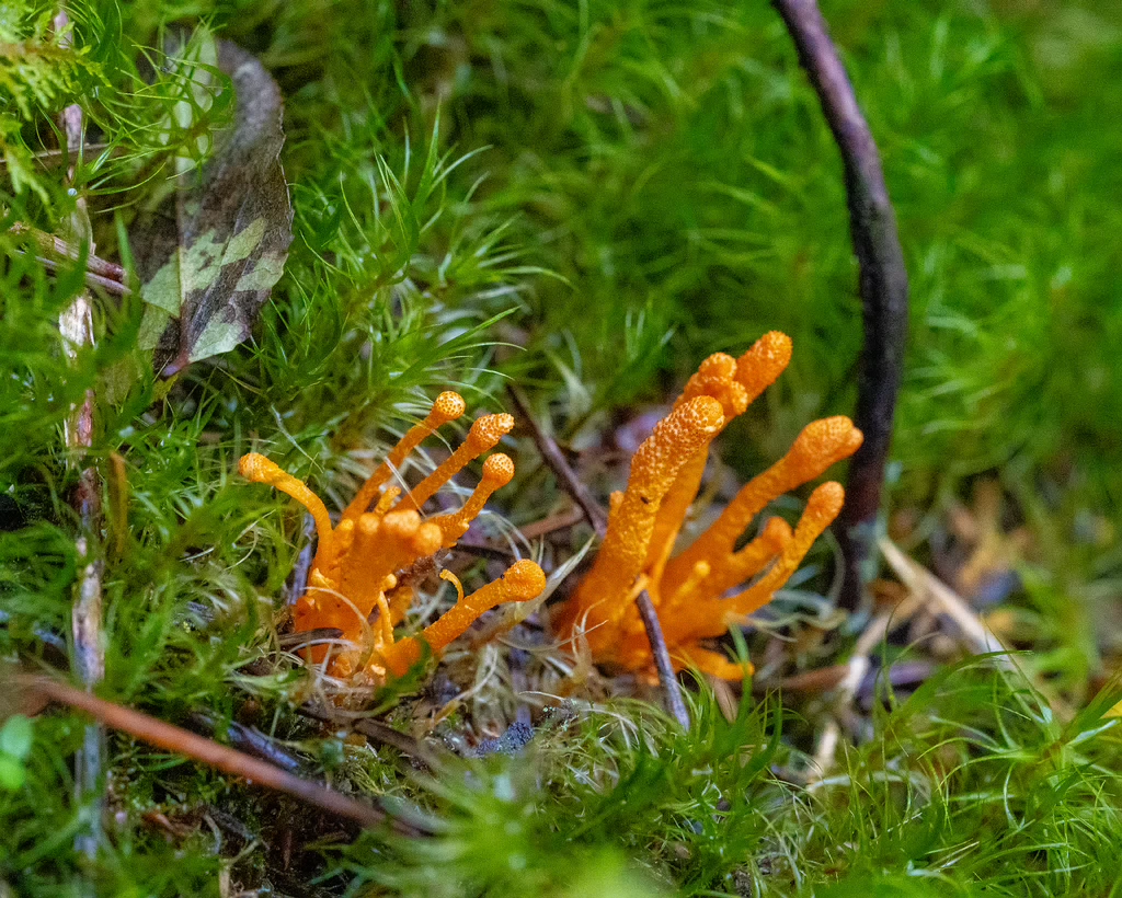 cordyceps-militaris_2023-09-14_1-7