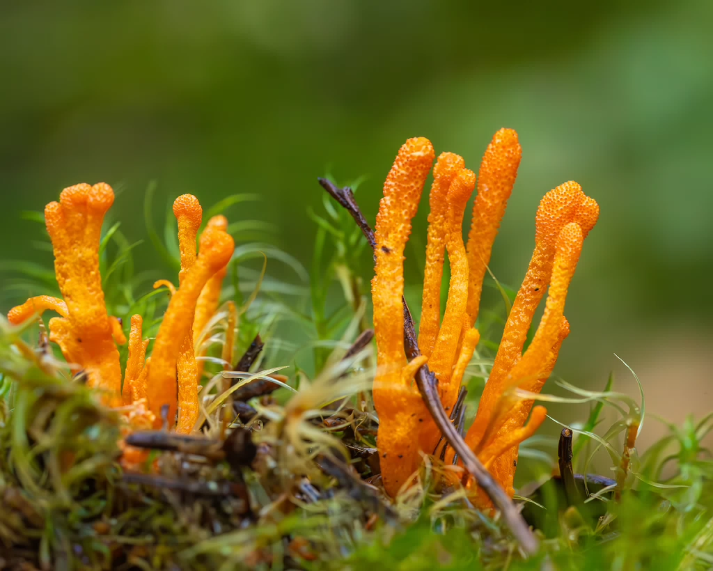 cordyceps-militaris_2023-09-14_1-8