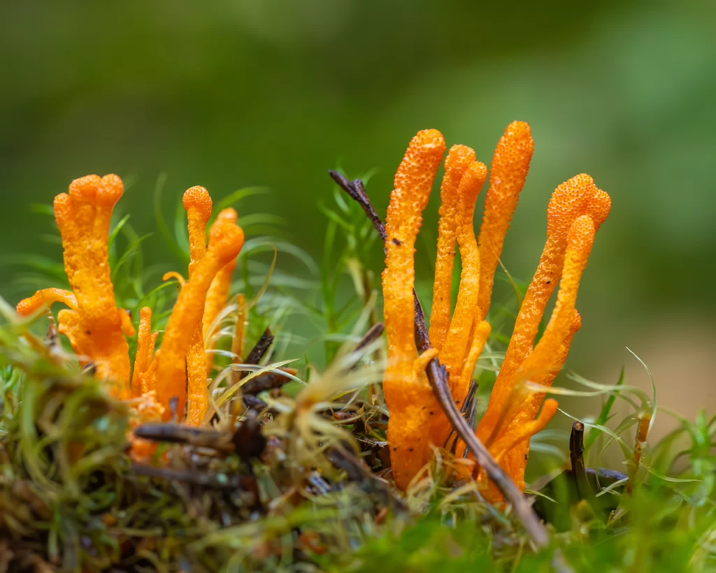 cordyceps-militaris_2023-09-14_1-9