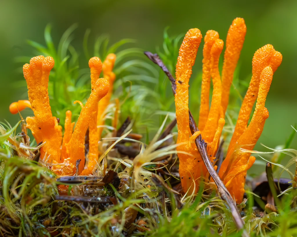 cordyceps-militaris_2023-09-14_1