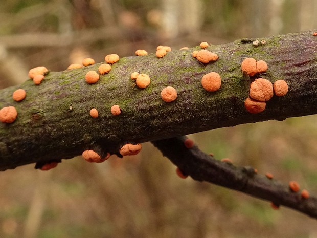 Нектриевые - Nectriaceae The Nectriaceae comprise a family of fungi in the order Hypocreales. It was circumscribed by brothers Charles and Louis...