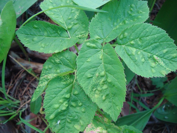 Протомициевые - Protomycetaceae The Protomycetaceae are a family of fungi in the order Taphrinales. According to a 2008 estimate, the family contains 6...