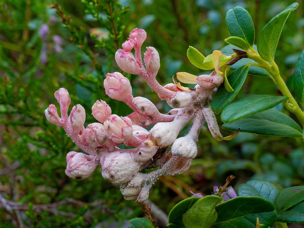 Экзобазидиевые - Exobasidiaceae The Exobasidiaceae are a family of fungi in the division Basidiomycota, order Exobasidiales. The family contains 5...