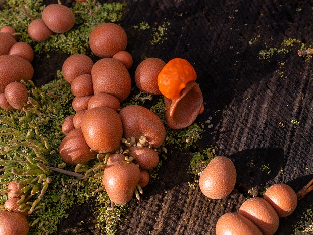 Миксомицеты - Myxomycetes Myxomycota and Myxomycetes are terms used to refer to some fungus-like amoebozoa.