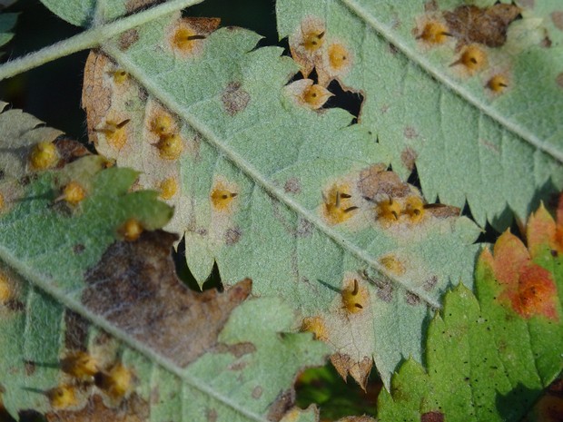 Пукциниомицеты - Pucciniomycetes The Pucciniomycetes (formerly known as the Urediniomycetes) are a class of fungi in the Pucciniomycotina subdivision of...